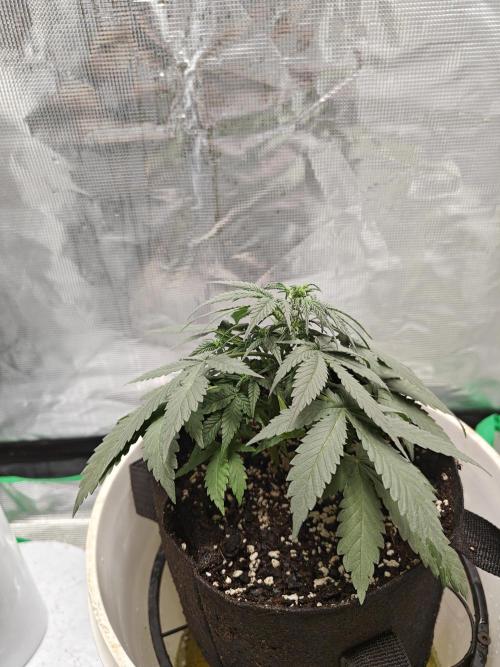 Blue Dream Auto (420 Fast Buds). Week 5