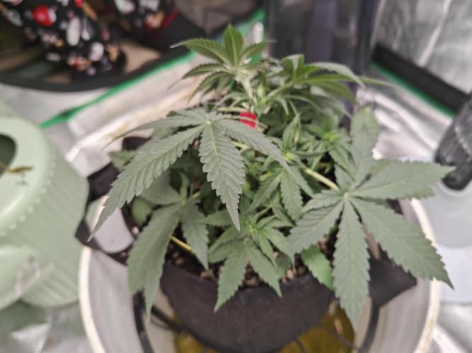 Blue Dream Auto (420 Fast Buds). Week 5