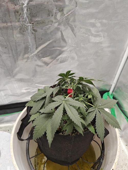 Blue Dream Auto (420 Fast Buds). Week 5