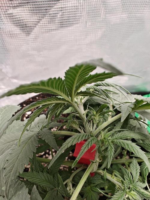 Blue Dream Auto (420 Fast Buds). Week 5