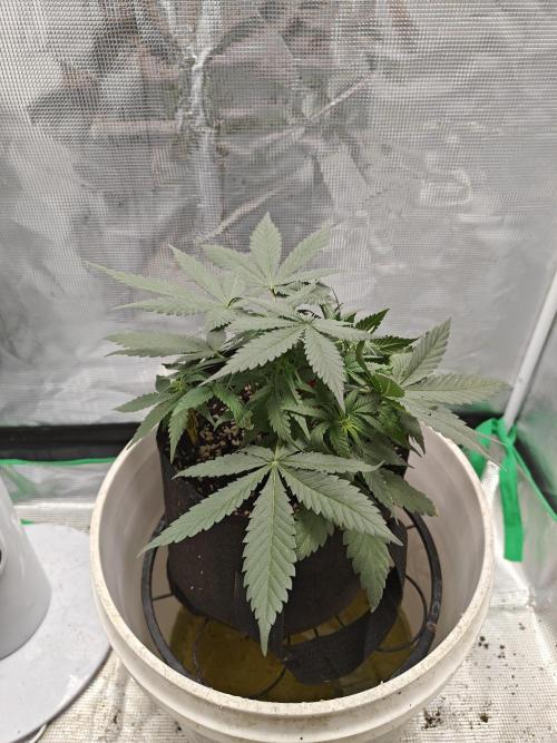 Blue Dream Auto (420 Fast Buds). Week 5