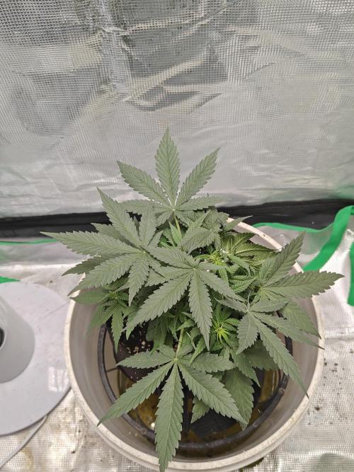 Blue Dream Auto (420 Fast Buds). Week 5