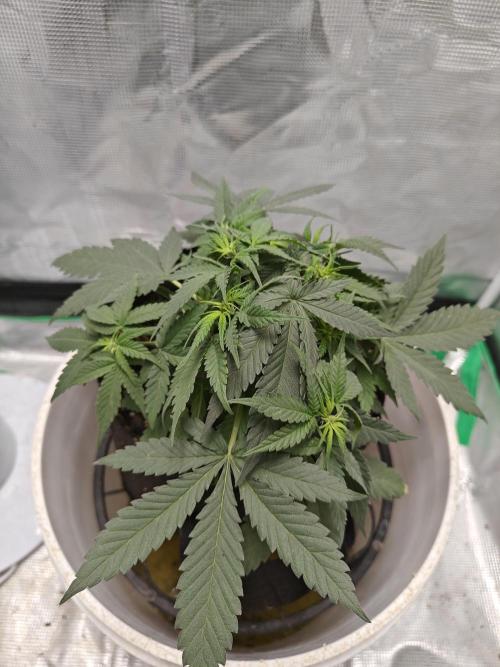 Blue Dream Auto (420 Fast Buds). Week 5