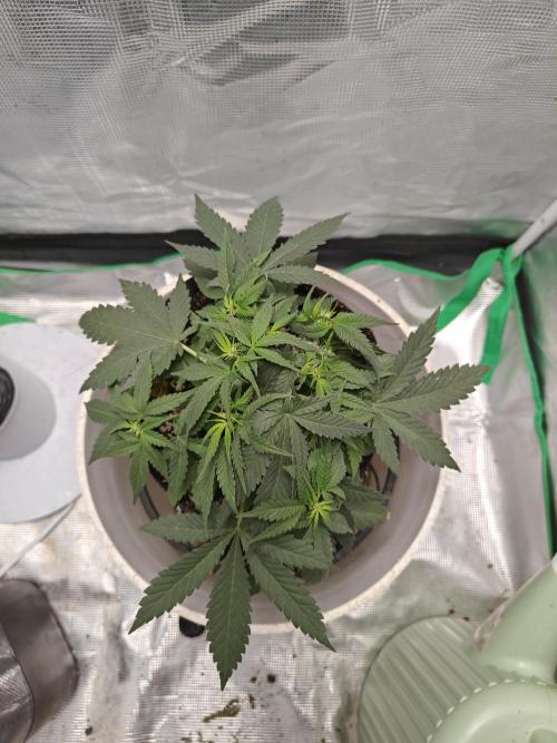 Blue Dream Auto (420 Fast Buds). Week 5