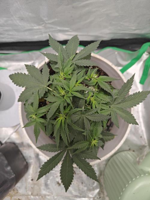 Blue Dream Auto (420 Fast Buds). Week 5