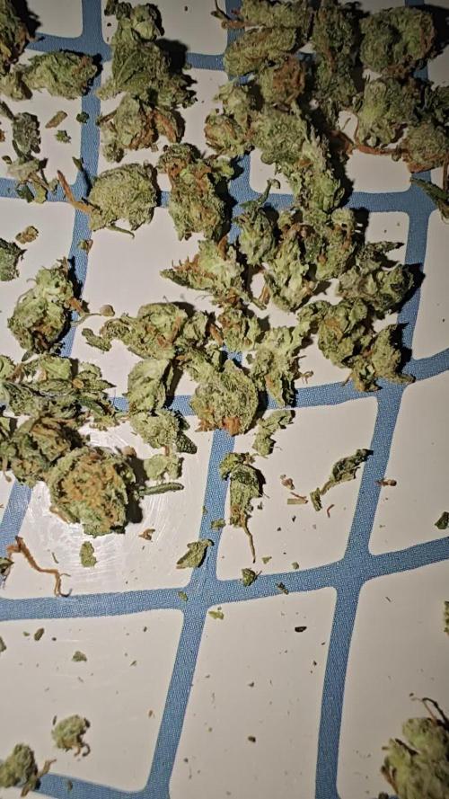 First Grow | Skywalker OG Auto