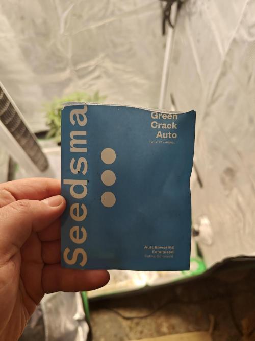 Green Crack Auto!!. Week 0