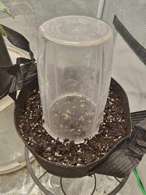 Green Crack Auto!!. Week 0