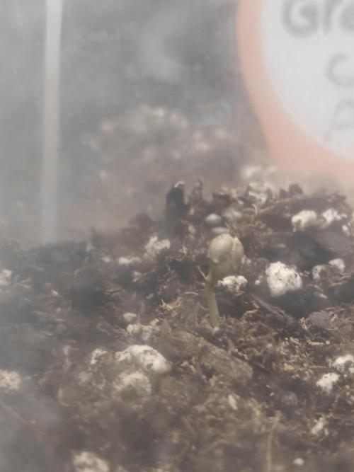 Green Crack Auto!!. Week 0