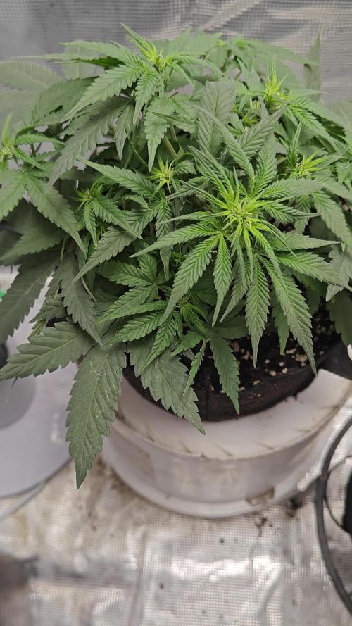 Blue Dream Auto (420 Fast Buds)