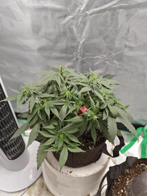 Blue Dream Auto (420 Fast Buds). Week 6