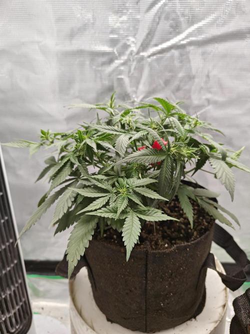 Blue Dream Auto (420 Fast Buds). Week 6