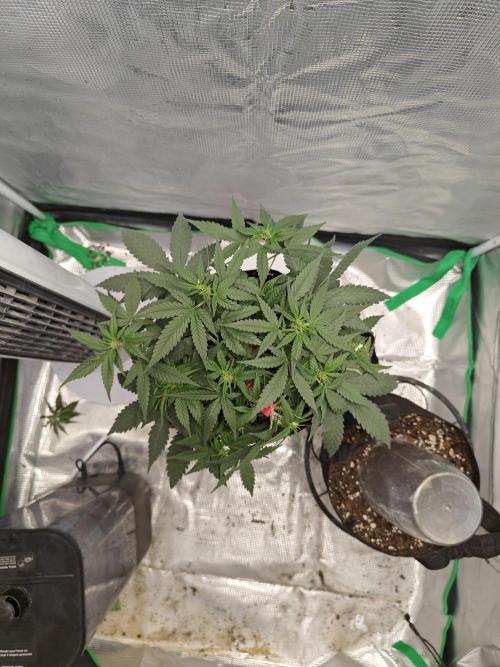 Blue Dream Auto (420 Fast Buds). Week 6