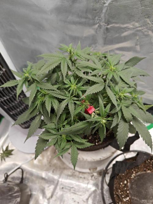 Blue Dream Auto (420 Fast Buds). Week 6