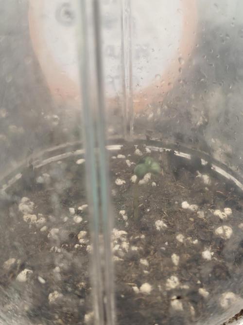 Green Crack Auto!!. Week 0