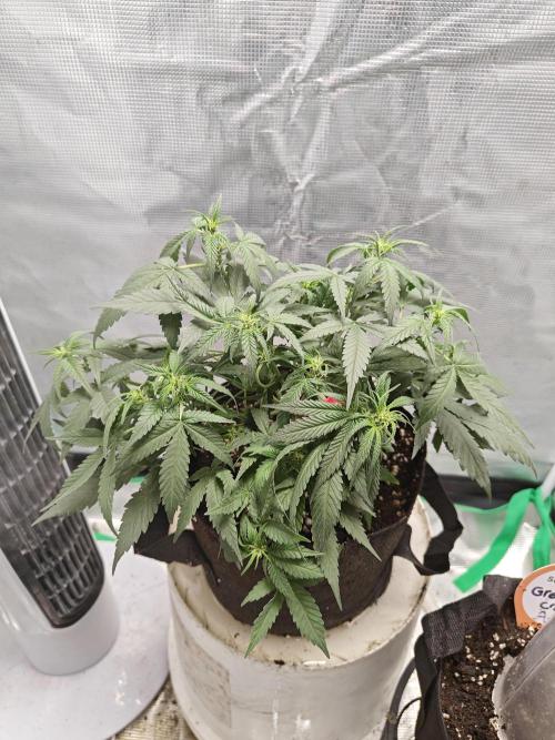 Blue Dream Auto (420 Fast Buds). Week 6