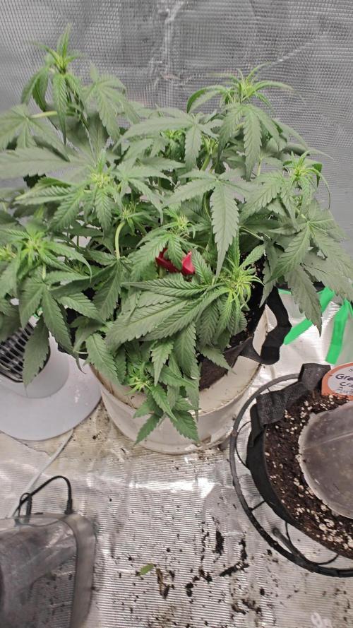 Blue Dream Auto (420 Fast Buds)