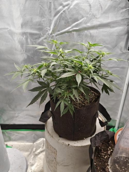 Blue Dream Auto (420 Fast Buds). Week 6