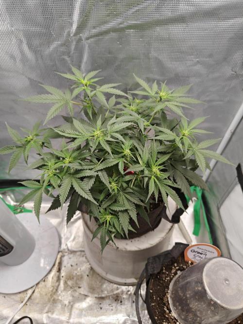 Blue Dream Auto (420 Fast Buds). Week 6