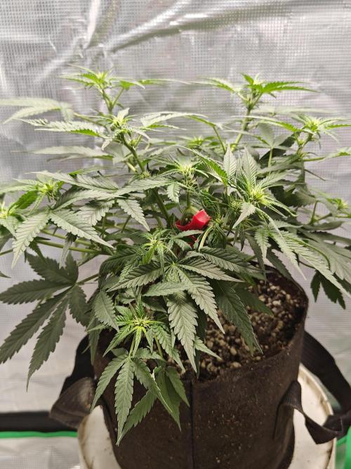 Blue Dream Auto (420 Fast Buds). Week 6