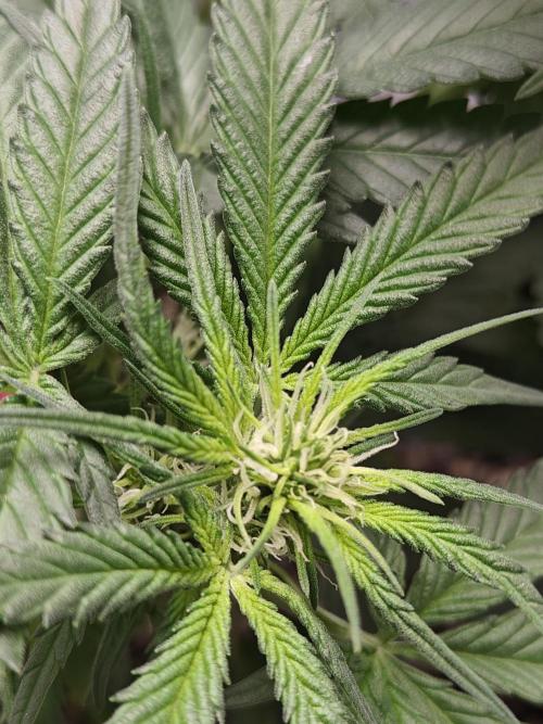 Blue Dream Auto (420 Fast Buds). Week 6