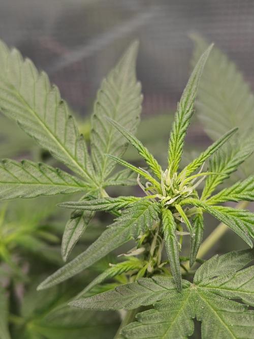 Blue Dream Auto (420 Fast Buds). Week 6