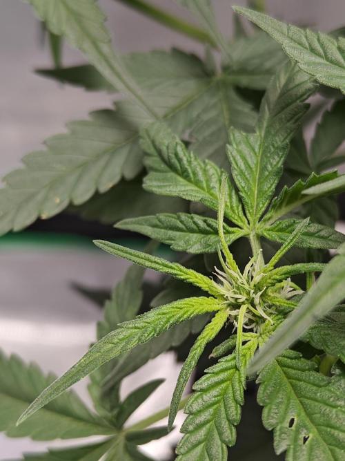 Blue Dream Auto (420 Fast Buds). Week 6