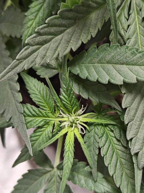 Blue Dream Auto (420 Fast Buds). Week 6