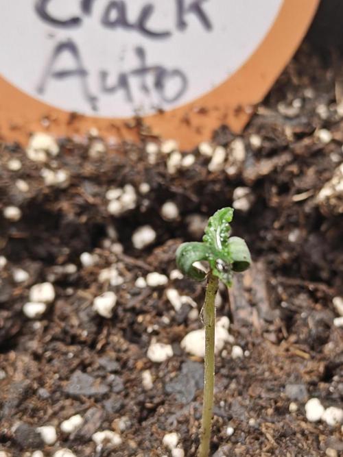 Green Crack Auto!!. Week 0