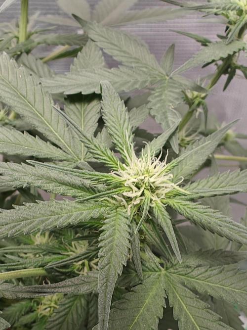 Blue Dream Auto (420 Fast Buds). Week 7