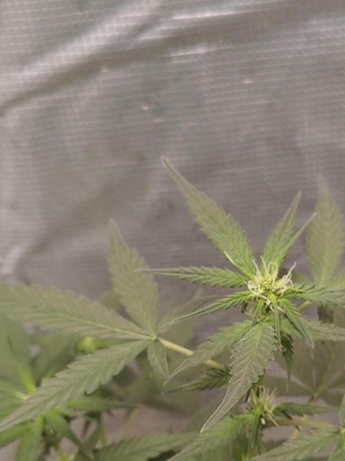 Blue Dream Auto (420 Fast Buds). Week 7