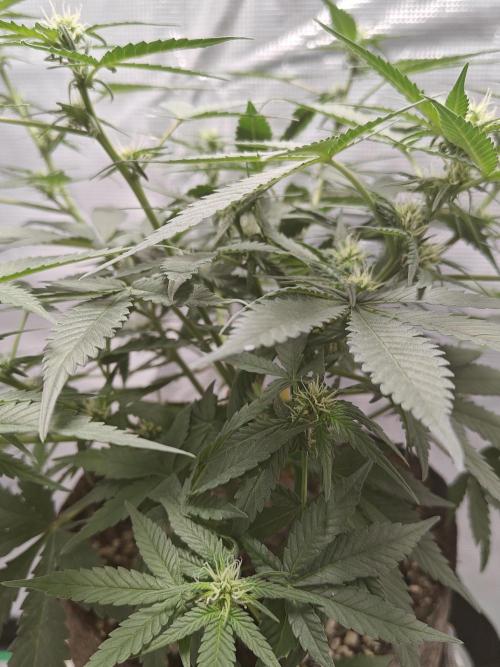 Blue Dream Auto (420 Fast Buds). Week 7