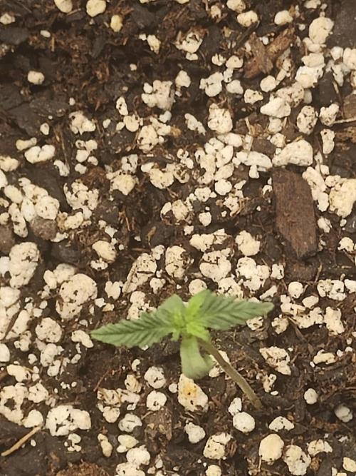 Green Crack Auto!!. Week 1