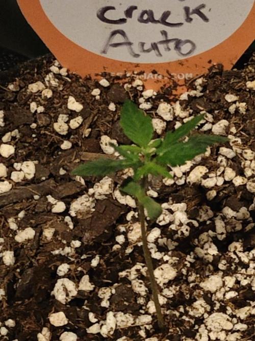 Green Crack Auto!!. Week 1