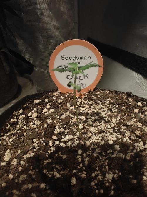 Green Crack Auto!!. Week 1