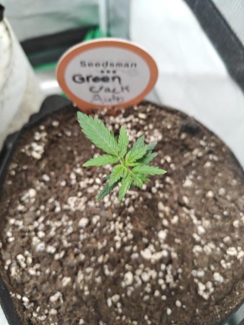 Green Crack Auto!!. Week 1