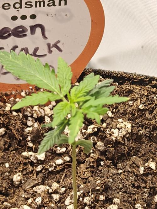 Green Crack Auto!!. Week 1