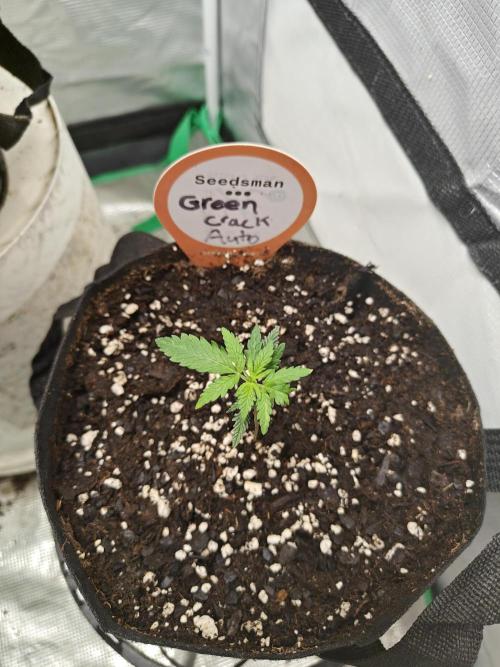 Green Crack Auto!!. Week 1