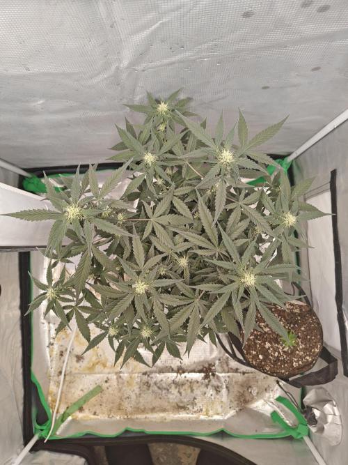 Blue Dream Auto (420 Fast Buds). Week 8