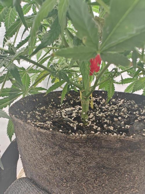 Blue Dream Auto (420 Fast Buds). Week 8