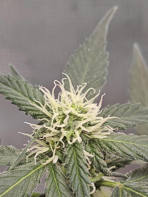 Blue Dream Auto (420 Fast Buds). Week 8