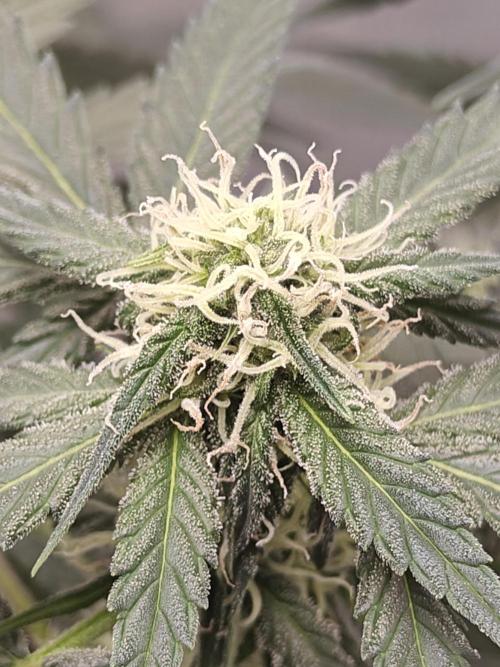 Blue Dream Auto (420 Fast Buds). Week 8