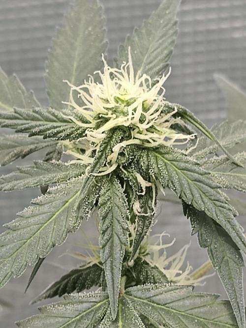 Blue Dream Auto (420 Fast Buds). Week 8