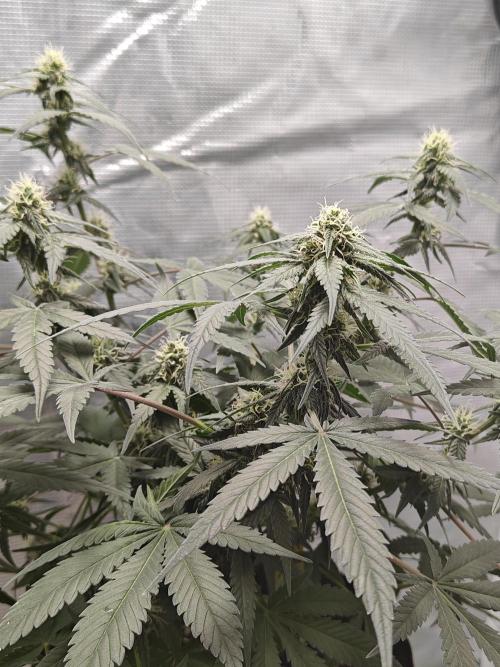 Blue Dream Auto (420 Fast Buds). Week 8