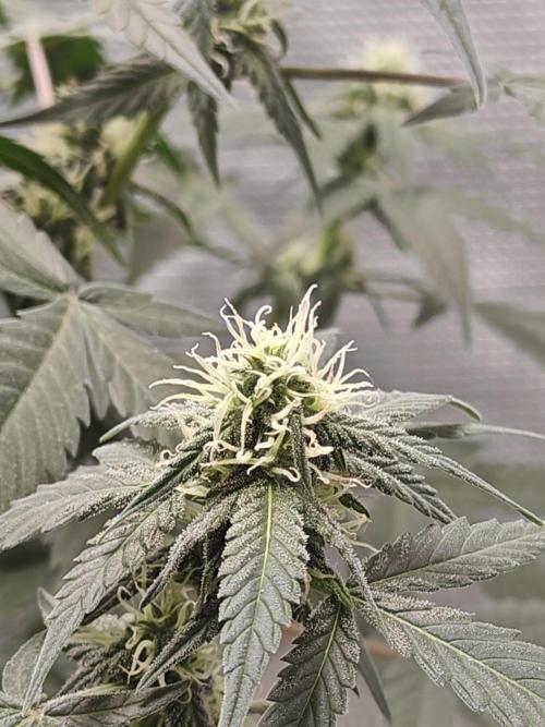 Blue Dream Auto (420 Fast Buds). Week 8