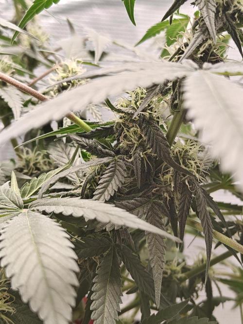 Blue Dream Auto (420 Fast Buds). Week 8