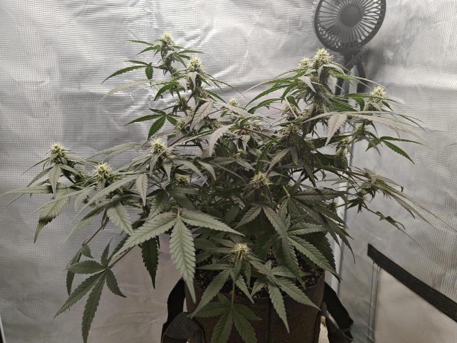 Blue Dream Auto (420 Fast Buds). Week 8