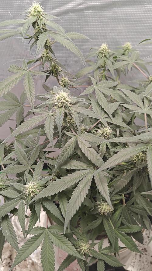 Blue Dream Auto (420 Fast Buds)