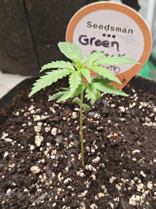 Green Crack Auto!!. Week 1