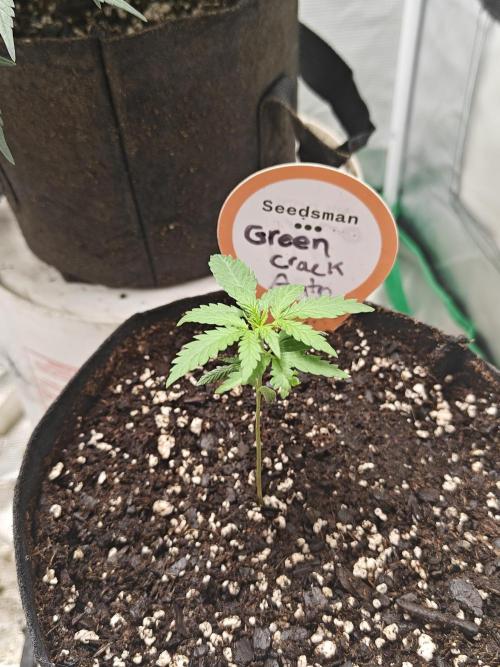 Green Crack Auto!!. Week 2